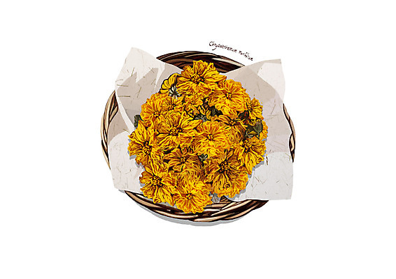 PSD 일러스트 국화 사람없음 바구니 한의학 한약재 흰색 디테일 국내일러스트 꽃 컬러 의학 약재 파일형식