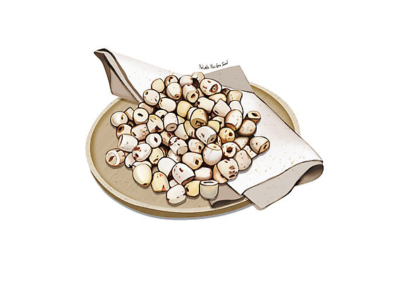 PSD 일러스트 사람없음 한의학 한약재 흰색 디테일 연자육 국내일러스트 컬러 의학 약재 파일형식