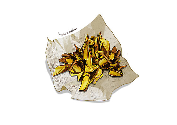 PSD 일러스트 사람없음 한의학 한약재 흰색 황금 한지 디테일 국내일러스트 종이 컬러 의학 약재 파일형식