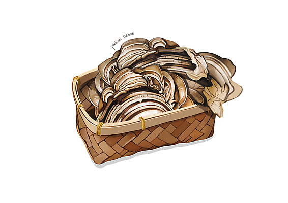 PSD 일러스트 사람없음 바구니 한의학 한약재 흰색 상황버섯 디테일 국내일러스트 컬러 의학 버섯 약재 파일형식