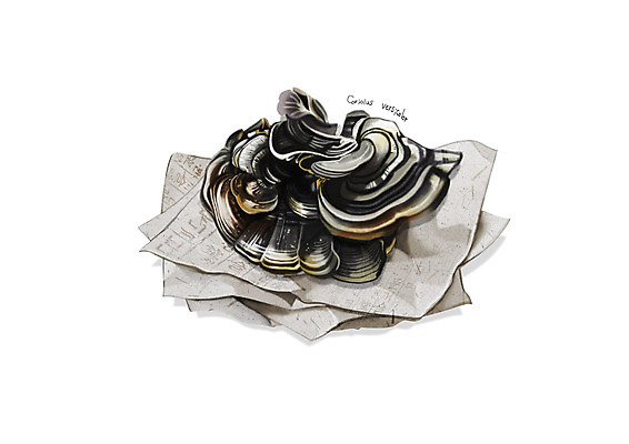 PSD 일러스트 사람없음 한의학 한약재 흰색 한지 운지버섯 디테일 국내일러스트 종이 컬러 의학 버섯 약재 파일형식