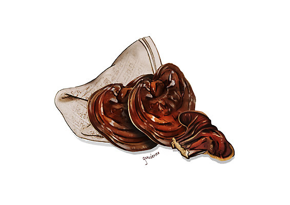 PSD 일러스트 사람없음 한의학 한약재 흰색 한지 영지버섯 디테일 국내일러스트 종이 컬러 의학 버섯 약재 파일형식