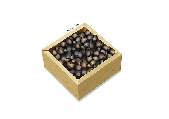 PSD 일러스트 사람없음 한의학 한약재 흰색 나무그릇 디테일 연자육 국내일러스트 그릇 컬러 의학 목재 약재 파일형식