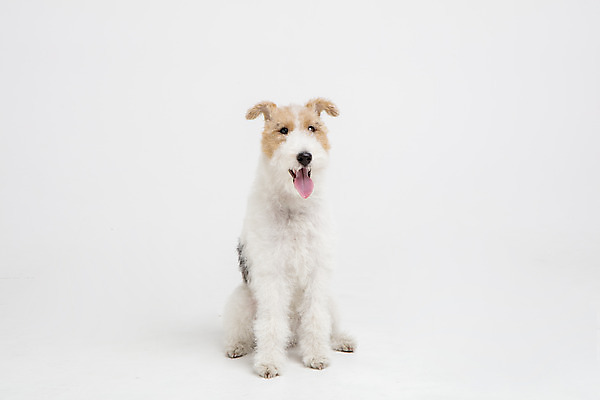 포토 JPG 스튜디오촬영 동물 한마리 반려견 실내 사람없음 앞모습 반려동물 귀여움 개 강아지 흰배경 반려 와이어폭스테리어 국내포토 1 뷰포인트 백그라운드 컨셉 포유류 내부 흰색 폭스테리어 파일형식