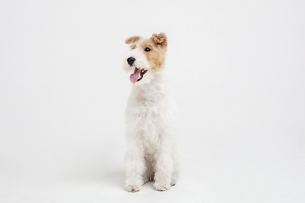 포토 JPG 스튜디오촬영 동물 한마리 반려견 실내 사람없음 앞모습 반려동물 귀여움 개 강아지 흰배경 반려 와이어폭스테리어 국내포토 1 뷰포인트 백그라운드 컨셉 포유류 내부 흰색 폭스테리어 파일형식