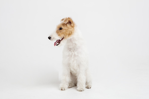 포토 JPG 스튜디오촬영 동물 한마리 반려견 실내 사람없음 앞모습 반려동물 귀여움 개 강아지 흰배경 반려 와이어폭스테리어 국내포토 1 뷰포인트 백그라운드 컨셉 포유류 내부 흰색 폭스테리어 파일형식