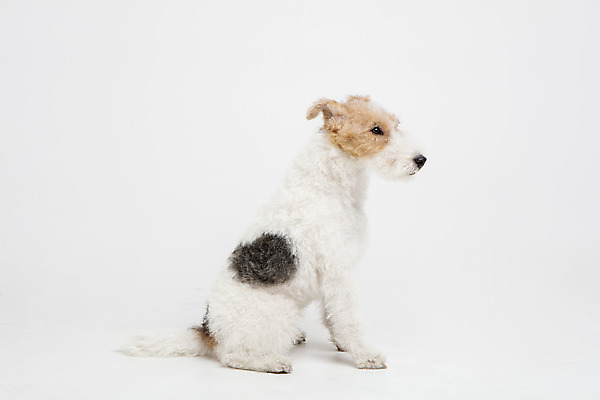 포토 JPG 스튜디오촬영 동물 한마리 반려견 실내 사람없음 옆모습 반려동물 귀여움 개 강아지 흰배경 반려 와이어폭스테리어 국내포토 1 뷰포인트 백그라운드 컨셉 포유류 내부 흰색 폭스테리어 파일형식