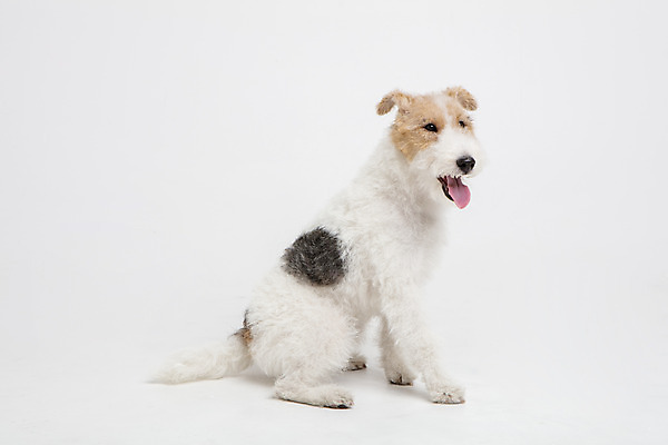 포토 JPG 스튜디오촬영 동물 한마리 반려견 실내 사람없음 옆모습 반려동물 귀여움 개 강아지 흰배경 반려 와이어폭스테리어 국내포토 1 뷰포인트 백그라운드 컨셉 포유류 내부 흰색 폭스테리어 파일형식