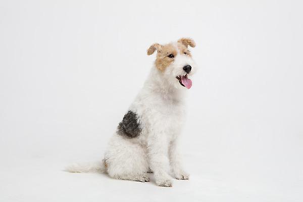 포토 JPG 스튜디오촬영 동물 한마리 반려견 실내 사람없음 옆모습 반려동물 귀여움 개 강아지 흰배경 반려 와이어폭스테리어 국내포토 1 뷰포인트 백그라운드 컨셉 포유류 내부 흰색 폭스테리어 파일형식