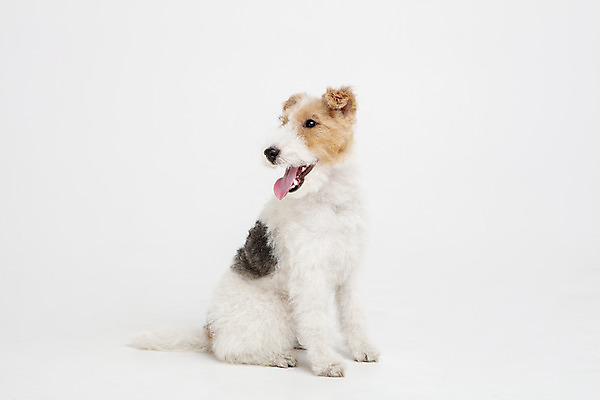 포토 JPG 스튜디오촬영 동물 한마리 반려견 실내 사람없음 옆모습 반려동물 귀여움 개 강아지 흰배경 반려 와이어폭스테리어 국내포토 1 뷰포인트 백그라운드 컨셉 포유류 내부 흰색 폭스테리어 파일형식