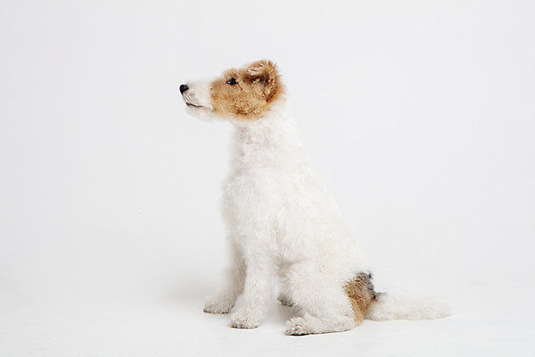 포토 JPG 스튜디오촬영 동물 한마리 반려견 실내 사람없음 옆모습 반려동물 귀여움 개 강아지 흰배경 반려 와이어폭스테리어 국내포토 1 뷰포인트 백그라운드 컨셉 포유류 내부 흰색 폭스테리어 파일형식