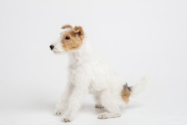 포토 JPG 스튜디오촬영 동물 한마리 반려견 실내 사람없음 옆모습 반려동물 귀여움 개 강아지 흰배경 반려 와이어폭스테리어 국내포토 1 뷰포인트 백그라운드 컨셉 포유류 내부 흰색 폭스테리어 파일형식