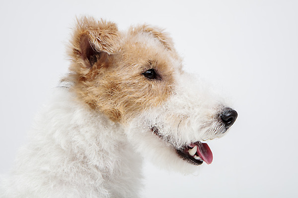 포토 JPG 스튜디오촬영 동물 한마리 반려견 실내 근접촬영 사람없음 옆모습 반려동물 귀여움 개 강아지 흰배경 반려 와이어폭스테리어 국내포토 1 뷰포인트 백그라운드 컨셉 포유류 내부 흰색 폭스테리어 파일형식