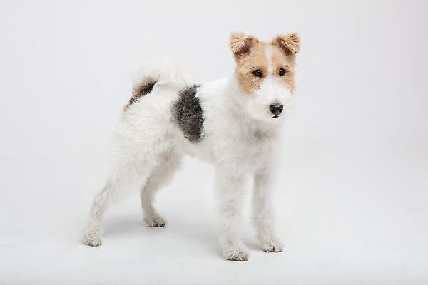 포토 JPG 스튜디오촬영 동물 한마리 반려견 실내 사람없음 옆모습 반려동물 귀여움 개 강아지 흰배경 반려 와이어폭스테리어 국내포토 1 뷰포인트 백그라운드 컨셉 포유류 내부 흰색 폭스테리어 파일형식