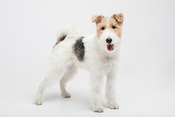 포토 JPG 스튜디오촬영 동물 한마리 반려견 실내 사람없음 옆모습 반려동물 귀여움 개 강아지 흰배경 반려 와이어폭스테리어 국내포토 1 뷰포인트 백그라운드 컨셉 포유류 내부 흰색 폭스테리어 파일형식