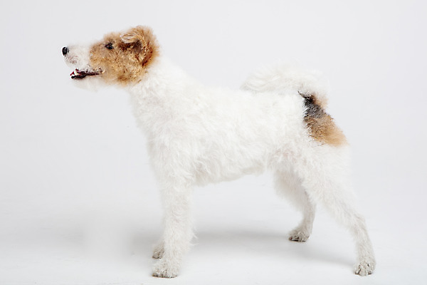 포토 JPG 스튜디오촬영 동물 한마리 반려견 실내 사람없음 옆모습 반려동물 귀여움 개 강아지 흰배경 반려 와이어폭스테리어 국내포토 1 뷰포인트 백그라운드 컨셉 포유류 내부 흰색 폭스테리어 파일형식