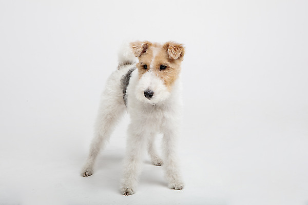 포토 JPG 스튜디오촬영 동물 한마리 반려견 실내 사람없음 앞모습 반려동물 귀여움 개 강아지 흰배경 반려 와이어폭스테리어 국내포토 1 뷰포인트 백그라운드 컨셉 포유류 내부 흰색 폭스테리어 파일형식