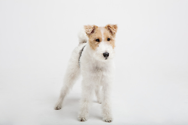 포토 JPG 스튜디오촬영 동물 한마리 반려견 실내 사람없음 앞모습 반려동물 귀여움 개 강아지 흰배경 반려 와이어폭스테리어 국내포토 1 뷰포인트 백그라운드 컨셉 포유류 내부 흰색 폭스테리어 파일형식