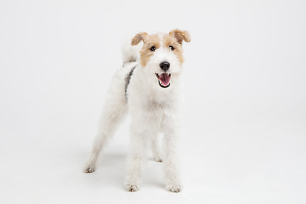 포토 JPG 스튜디오촬영 동물 한마리 반려견 실내 사람없음 앞모습 반려동물 귀여움 개 강아지 흰배경 반려 와이어폭스테리어 국내포토 1 뷰포인트 백그라운드 컨셉 포유류 내부 흰색 폭스테리어 파일형식