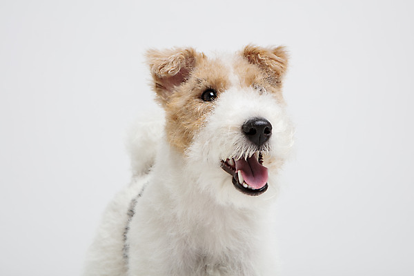 포토 JPG 스튜디오촬영 동물 한마리 반려견 실내 근접촬영 사람없음 앞모습 반려동물 귀여움 개 강아지 흰배경 반려 와이어폭스테리어 국내포토 1 뷰포인트 백그라운드 컨셉 포유류 내부 흰색 폭스테리어 파일형식