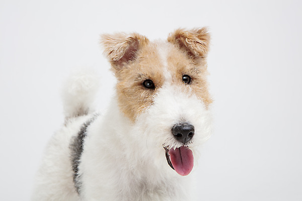 포토 JPG 스튜디오촬영 동물 한마리 반려견 실내 근접촬영 사람없음 앞모습 반려동물 귀여움 개 강아지 흰배경 반려 와이어폭스테리어 국내포토 1 뷰포인트 백그라운드 컨셉 포유류 내부 흰색 폭스테리어 파일형식