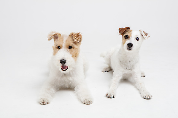 포토 JPG 스튜디오촬영 동물 반려견 두마리 실내 사람없음 앞모습 반려동물 귀여움 개 강아지 흰배경 반려 와이어폭스테리어 국내포토 뷰포인트 백그라운드 컨셉 2 포유류 내부 흰색 폭스테리어 파일형식