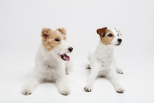 포토 JPG 스튜디오촬영 동물 반려견 두마리 실내 사람없음 앞모습 반려동물 귀여움 개 강아지 흰배경 반려 와이어폭스테리어 국내포토 뷰포인트 백그라운드 컨셉 2 포유류 내부 흰색 폭스테리어 파일형식