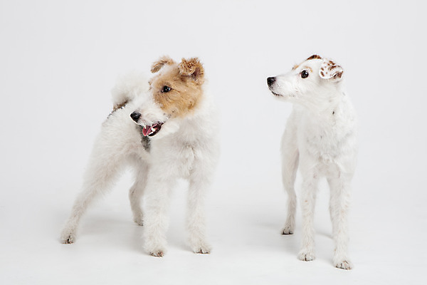 포토 JPG 스튜디오촬영 동물 반려견 두마리 실내 사람없음 앞모습 반려동물 귀여움 개 강아지 흰배경 반려 와이어폭스테리어 국내포토 뷰포인트 백그라운드 컨셉 2 포유류 내부 흰색 폭스테리어 파일형식