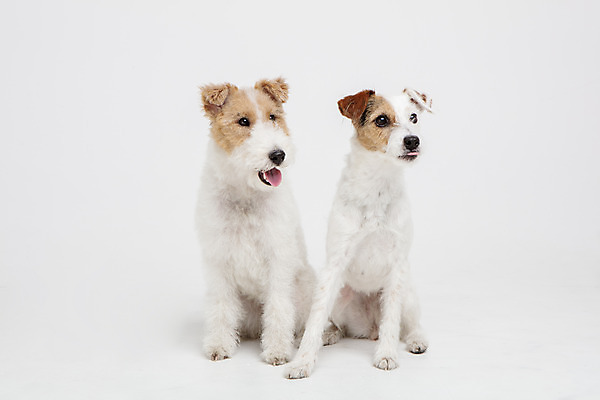 포토 JPG 스튜디오촬영 동물 반려견 두마리 실내 사람없음 앞모습 반려동물 귀여움 개 강아지 흰배경 반려 와이어폭스테리어 국내포토 뷰포인트 백그라운드 컨셉 2 포유류 내부 흰색 폭스테리어 파일형식
