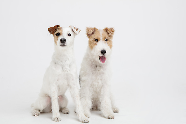 포토 JPG 스튜디오촬영 동물 반려견 두마리 실내 사람없음 앞모습 반려동물 귀여움 개 강아지 흰배경 반려 와이어폭스테리어 국내포토 뷰포인트 백그라운드 컨셉 2 포유류 내부 흰색 폭스테리어 파일형식