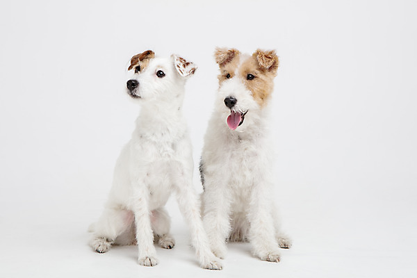 포토 JPG 스튜디오촬영 동물 반려견 두마리 실내 사람없음 앞모습 반려동물 귀여움 개 강아지 흰배경 반려 와이어폭스테리어 국내포토 뷰포인트 백그라운드 컨셉 2 포유류 내부 흰색 폭스테리어 파일형식