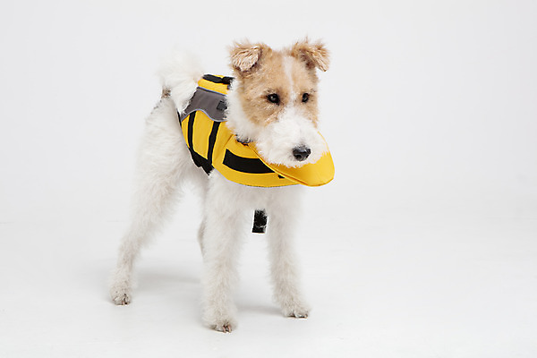 포토 JPG 스튜디오촬영 동물 한마리 반려견 실내 사람없음 앞모습 반려동물 귀여움 개 강아지 흰배경 구명조끼 반려 와이어폭스테리어 국내포토 1 뷰포인트 백그라운드 컨셉 포유류 내부 흰색 구조용품 폭스테리어 파일형식