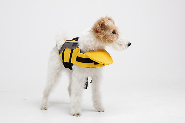 포토 JPG 스튜디오촬영 동물 한마리 옷 반려견 실내 사람없음 앞모습 반려동물 귀여움 개 강아지 흰배경 구명조끼 강아지옷 반려 와이어폭스테리어 국내포토 1 뷰포인트 백그라운드 컨셉 포유류 내부 흰색 애견용품 구조용품 폭스테리어 파일형식