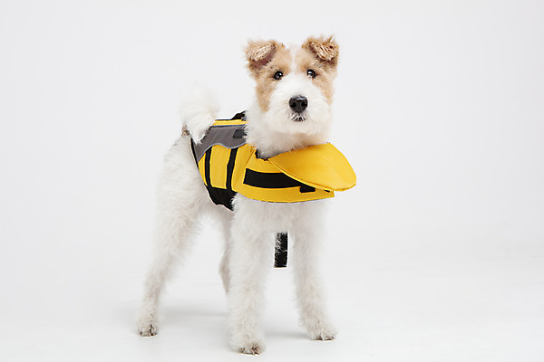 포토 JPG 스튜디오촬영 동물 한마리 옷 반려견 실내 사람없음 앞모습 반려동물 귀여움 개 강아지 흰배경 구명조끼 강아지옷 반려 와이어폭스테리어 국내포토 1 뷰포인트 백그라운드 컨셉 포유류 내부 흰색 애견용품 구조용품 폭스테리어 파일형식