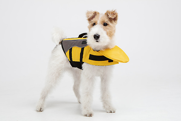 포토 JPG 스튜디오촬영 동물 한마리 옷 반려견 실내 사람없음 앞모습 반려동물 귀여움 개 강아지 흰배경 구명조끼 강아지옷 반려 와이어폭스테리어 국내포토 1 뷰포인트 백그라운드 컨셉 포유류 내부 흰색 애견용품 구조용품 폭스테리어 파일형식