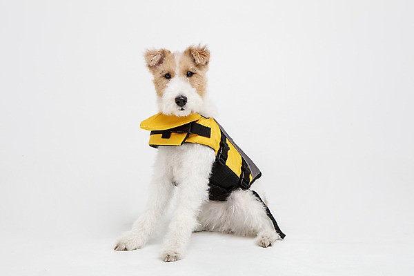 포토 JPG 스튜디오촬영 동물 한마리 옷 반려견 실내 사람없음 앞모습 반려동물 귀여움 개 강아지 흰배경 구명조끼 강아지옷 반려 와이어폭스테리어 국내포토 1 뷰포인트 백그라운드 컨셉 포유류 내부 흰색 애견용품 구조용품 폭스테리어 파일형식