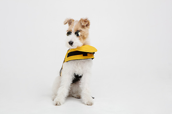 포토 JPG 스튜디오촬영 동물 한마리 반려견 실내 사람없음 앞모습 반려동물 선글라스 귀여움 개 강아지 오브젝트 흰배경 구명조끼 반려 와이어폭스테리어 국내포토 1 안경 뷰포인트 백그라운드 컨셉 포유류 내부 흰색 구조용품 폭스테리어 파일형식