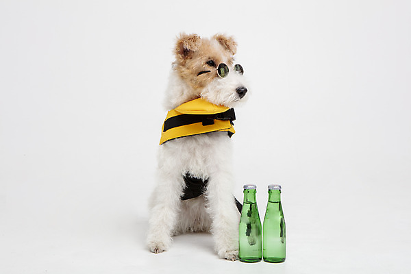 포토 JPG 스튜디오촬영 동물 한마리 반려견 음료 실내 사람없음 앞모습 반려동물 선글라스 귀여움 개 강아지 오브젝트 흰배경 구명조끼 반려 와이어폭스테리어 국내포토 1 안경 뷰포인트 백그라운드 컨셉 포유류 내부 흰색 구조용품 폭스테리어 파일형식