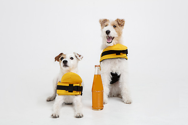 포토 JPG 스튜디오촬영 동물 반려견 음료 두마리 실내 사람없음 앞모습 반려동물 선글라스 귀여움 개 강아지 오브젝트 흰배경 구명조끼 반려 와이어폭스테리어 국내포토 안경 뷰포인트 백그라운드 컨셉 2 포유류 내부 흰색 구조용품 폭스테리어 파일형식