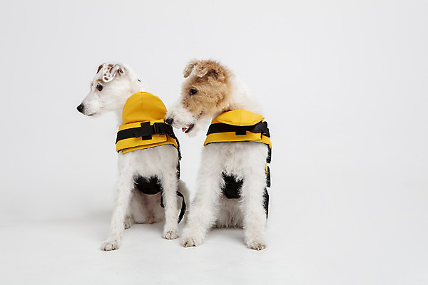 포토 JPG 스튜디오촬영 동물 옷 반려견 두마리 실내 사람없음 앞모습 반려동물 귀여움 개 강아지 흰배경 구명조끼 강아지옷 반려 와이어폭스테리어 국내포토 뷰포인트 백그라운드 컨셉 2 포유류 내부 흰색 애견용품 구조용품 폭스테리어 파일형식