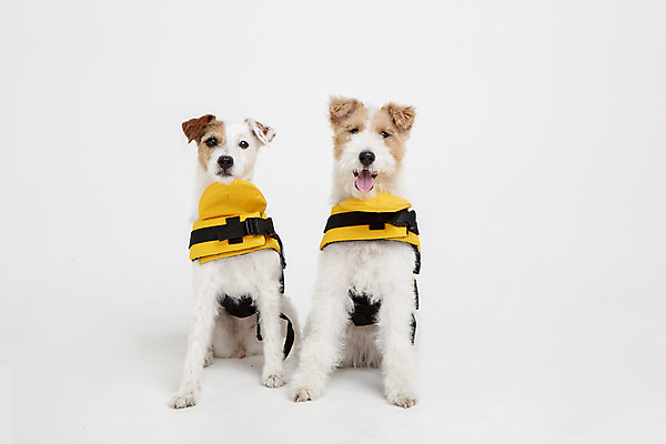 포토 JPG 스튜디오촬영 동물 옷 반려견 두마리 실내 사람없음 앞모습 반려동물 귀여움 개 강아지 흰배경 구명조끼 강아지옷 반려 와이어폭스테리어 국내포토 뷰포인트 백그라운드 컨셉 2 포유류 내부 흰색 애견용품 구조용품 폭스테리어 파일형식