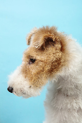 포토 JPG 스튜디오촬영 동물 한마리 반려견 실내 근접촬영 사람없음 옆모습 반려동물 귀여움 개 강아지 파란배경 반려 와이어폭스테리어 국내포토 1 뷰포인트 백그라운드 컨셉 포유류 내부 파란색 폭스테리어 파일형식