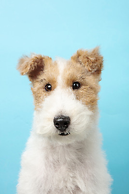 포토 JPG 스튜디오촬영 동물 한마리 반려견 실내 근접촬영 사람없음 앞모습 반려동물 귀여움 개 강아지 파란배경 반려 와이어폭스테리어 국내포토 1 뷰포인트 백그라운드 컨셉 포유류 내부 파란색 폭스테리어 파일형식