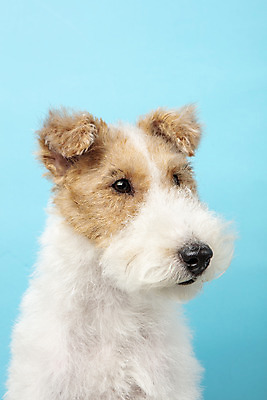 포토 JPG 스튜디오촬영 동물 한마리 반려견 실내 근접촬영 사람없음 앞모습 반려동물 귀여움 개 강아지 파란배경 반려 와이어폭스테리어 국내포토 1 뷰포인트 백그라운드 컨셉 포유류 내부 파란색 폭스테리어 파일형식