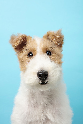 포토 JPG 스튜디오촬영 동물 한마리 반려견 실내 근접촬영 사람없음 앞모습 반려동물 귀여움 개 강아지 파란배경 반려 와이어폭스테리어 국내포토 1 뷰포인트 백그라운드 컨셉 포유류 내부 파란색 폭스테리어 파일형식