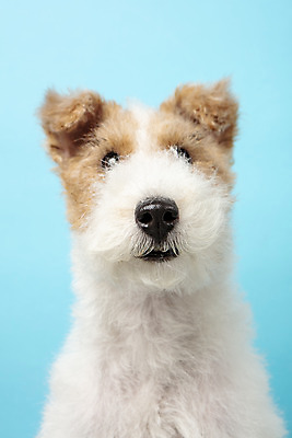 포토 JPG 스튜디오촬영 동물 한마리 반려견 실내 근접촬영 사람없음 앞모습 반려동물 귀여움 개 강아지 파란배경 반려 와이어폭스테리어 국내포토 1 뷰포인트 백그라운드 컨셉 포유류 내부 파란색 폭스테리어 파일형식