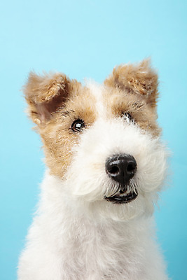 포토 JPG 스튜디오촬영 동물 한마리 반려견 실내 근접촬영 사람없음 앞모습 반려동물 귀여움 개 강아지 파란배경 반려 와이어폭스테리어 국내포토 1 뷰포인트 백그라운드 컨셉 포유류 내부 파란색 폭스테리어 파일형식