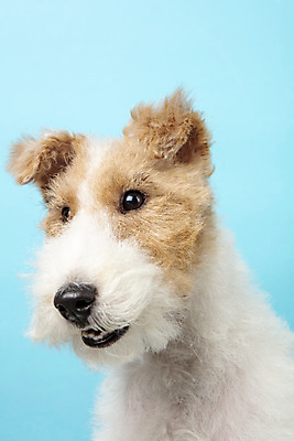포토 JPG 스튜디오촬영 동물 한마리 반려견 실내 근접촬영 사람없음 앞모습 반려동물 귀여움 개 강아지 파란배경 반려 와이어폭스테리어 국내포토 1 뷰포인트 백그라운드 컨셉 포유류 내부 파란색 폭스테리어 파일형식