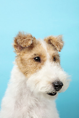 포토 JPG 스튜디오촬영 동물 한마리 반려견 실내 근접촬영 사람없음 앞모습 반려동물 귀여움 개 강아지 파란배경 반려 와이어폭스테리어 국내포토 1 뷰포인트 백그라운드 컨셉 포유류 내부 파란색 폭스테리어 파일형식