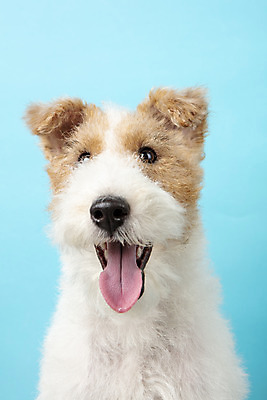 포토 JPG 스튜디오촬영 동물 한마리 반려견 실내 근접촬영 사람없음 앞모습 반려동물 귀여움 개 강아지 파란배경 반려 와이어폭스테리어 국내포토 1 뷰포인트 백그라운드 컨셉 포유류 내부 파란색 폭스테리어 파일형식